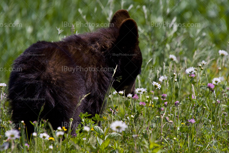 Black bear cub smelling flowers in meadow