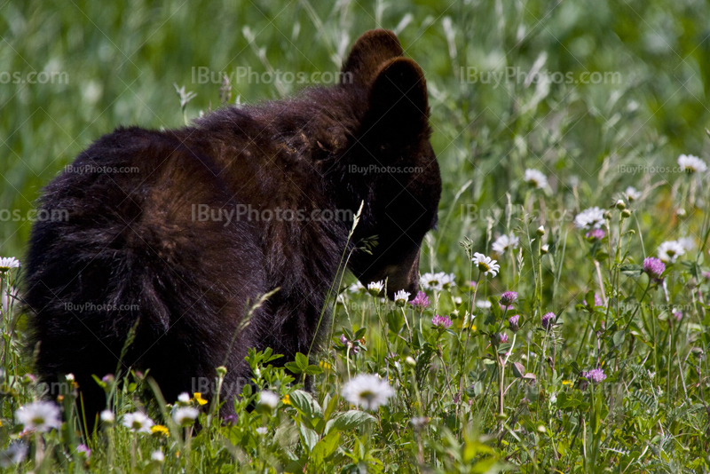 Petit ours noir renifle des fleurs dans le pré