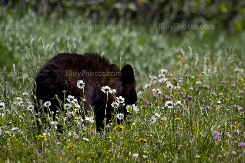 Black bear cub walking in flowers in meadow