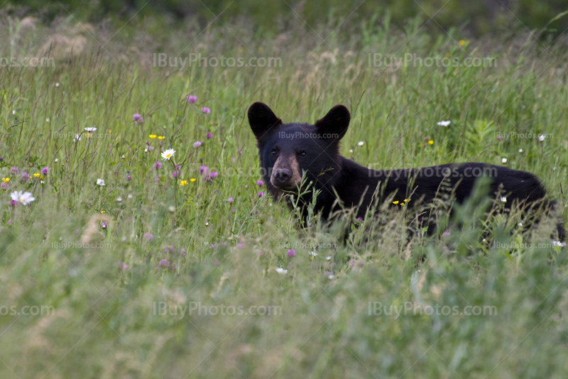 Ours noir sort sa tête des fleurs sauvages et herbes