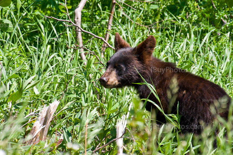 Bébé ours noir assis dans herbe