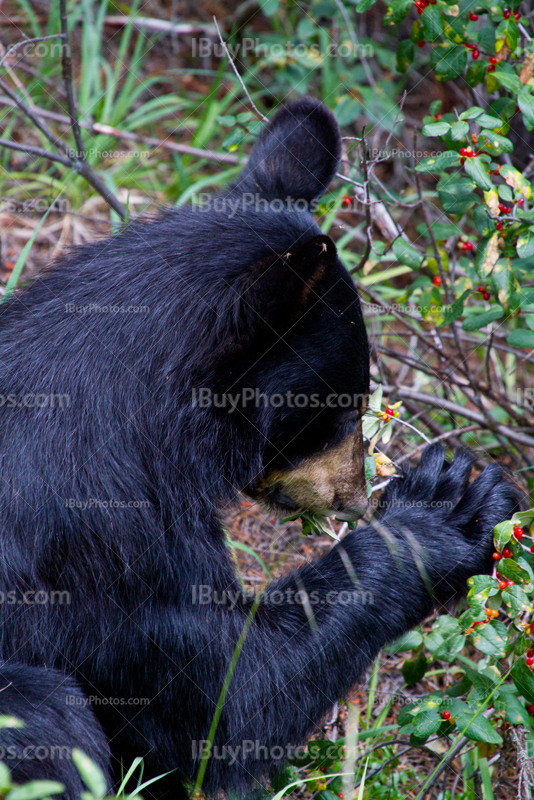 Black bear eating buffalo berries in Alberta