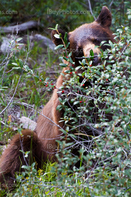 Ours brun mange des baies sauvages en Alberta