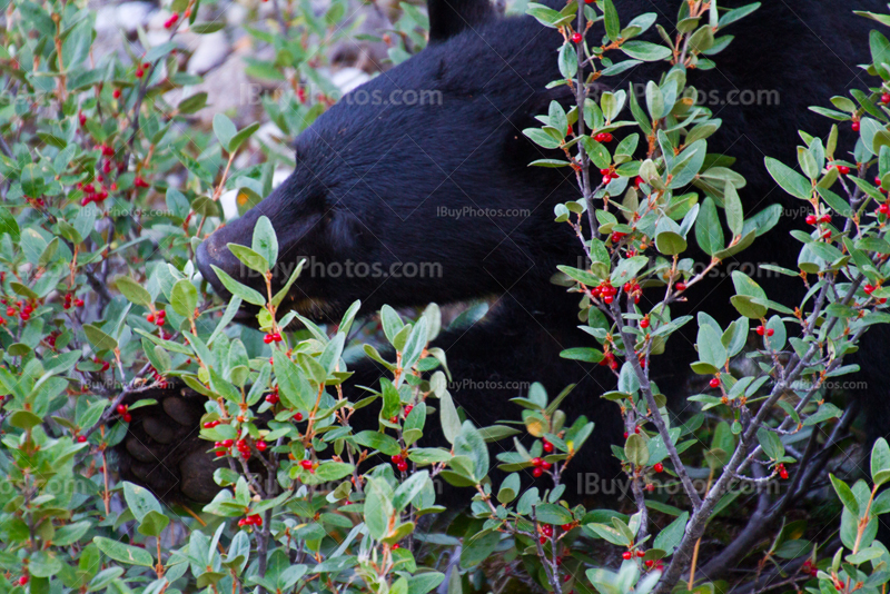 Black bear eating buffalo berries bushes in Banff Park