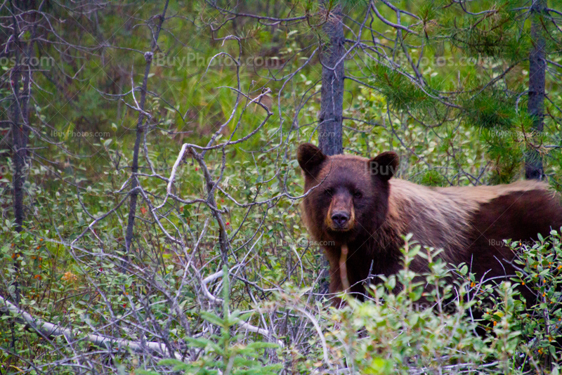 Ours brun dans buissons et baies sauvages dans parc de Jasper