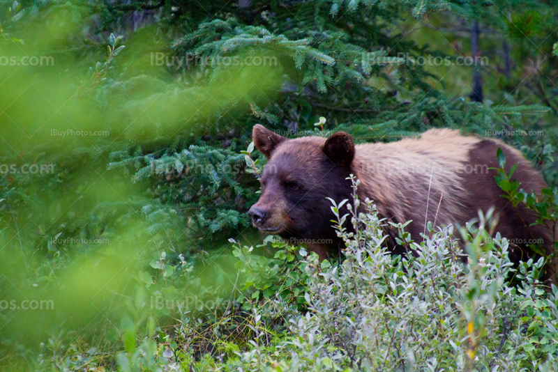 Brown bear among buffalo berries and bushes