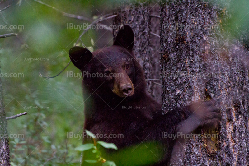 Black bear hugging tree in Jasper National Park