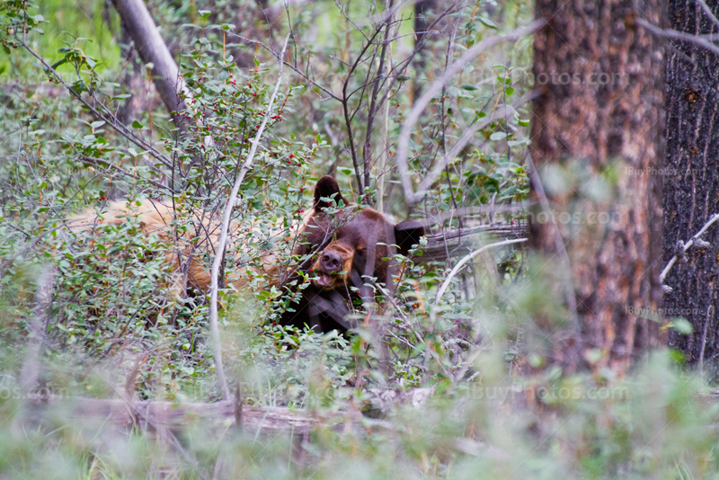 Brown bear eating buffalo berries in Rockies near Jasper Town