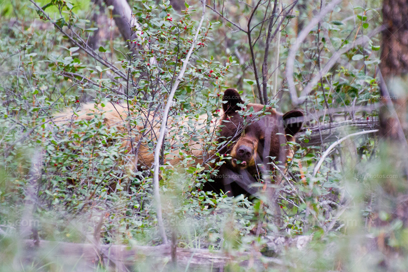 Brown bear eating buffalo berries in bushes in Alberta