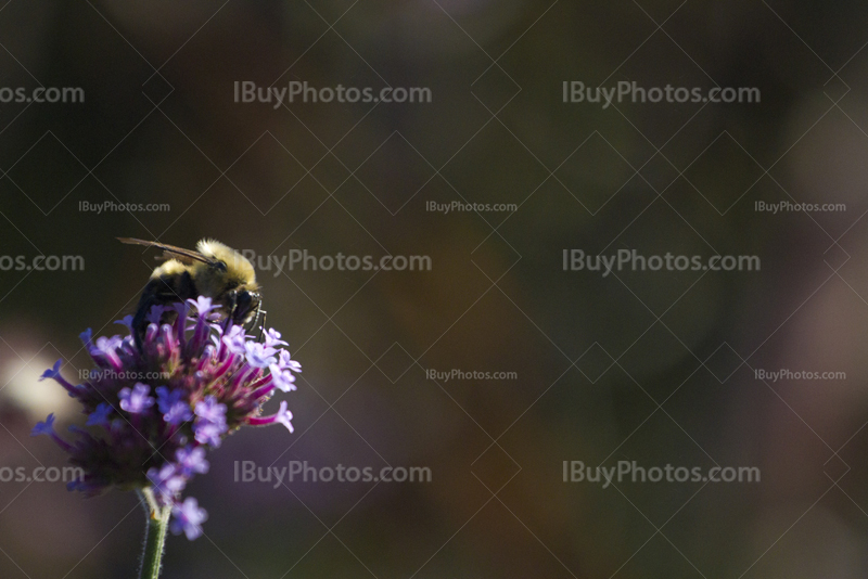 Bee on flower collecting pollen