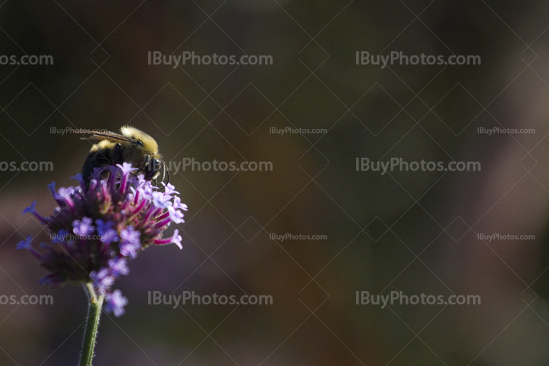 Bee collecting pollen on flower