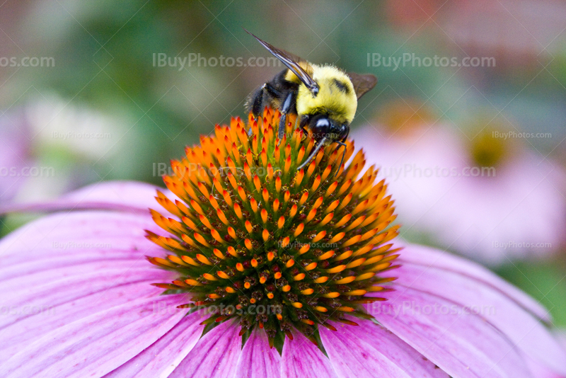 Bee gathering pollen on coneflower