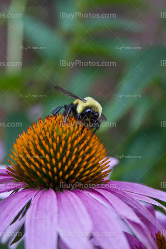 Bee on daisy Asteraceae, Echinacea