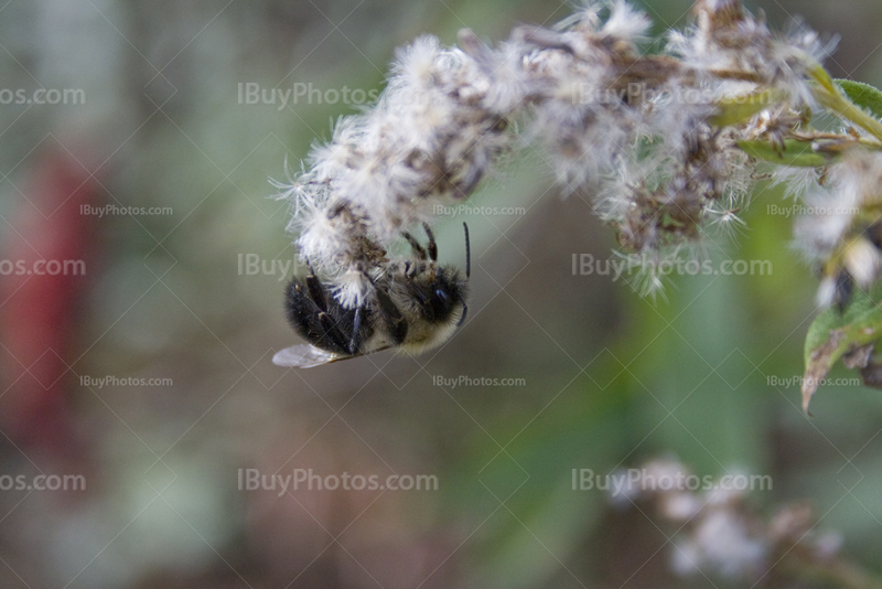 Bee upside down on flower to collect pollen