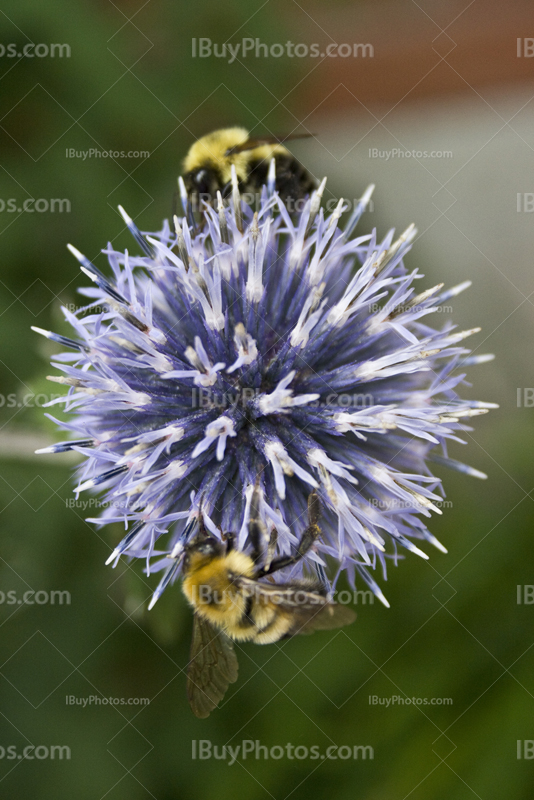 Abeilles en duo sur fleur butinent du pollen