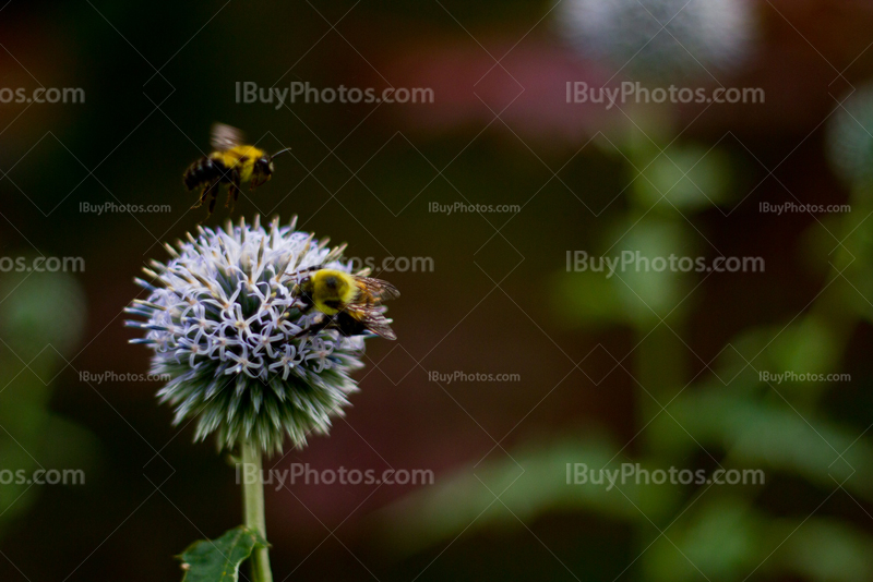Bee landing on flower to collect nectar