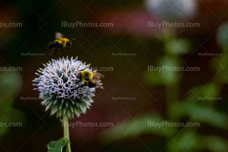 Abeille atterrit sur fleur pour récolter nectar