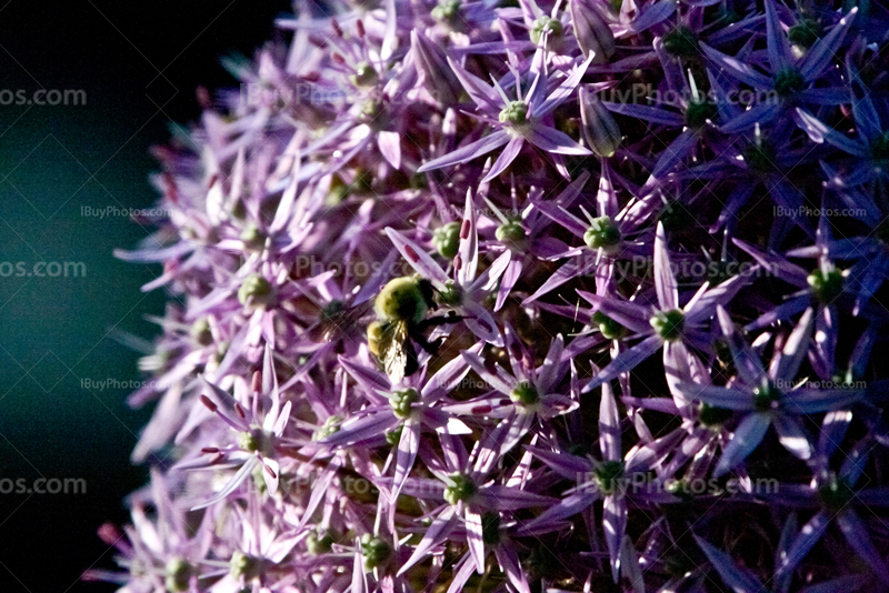 Bee on big purple flower gathering pollen