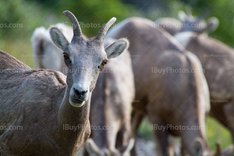 Bighorn sheeps flock in the Rockies