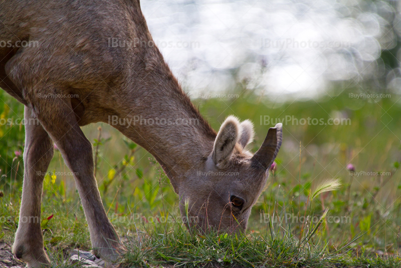 Female bighorn sheep eating grass close-up