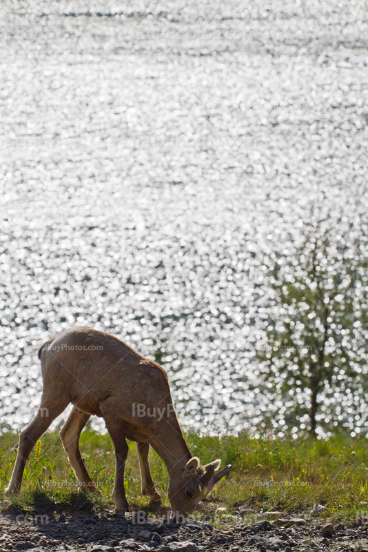 Female bighorn sheep eating grass in front of lake