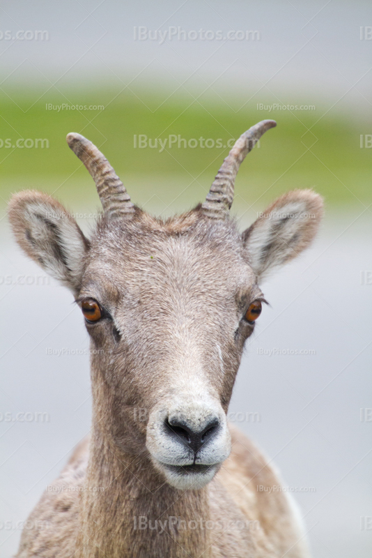 Female bighorn sheep portait in Rocky Mountains
