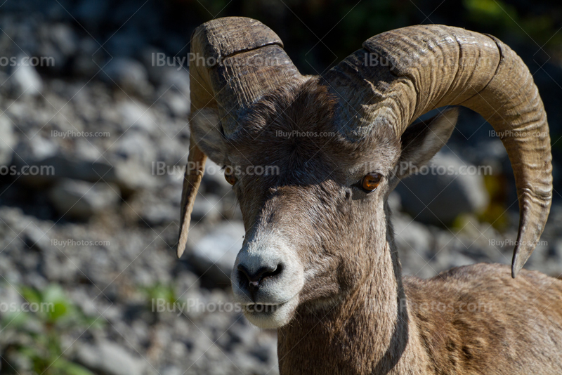 Bighorn sheep close-up in Alberta Rockies