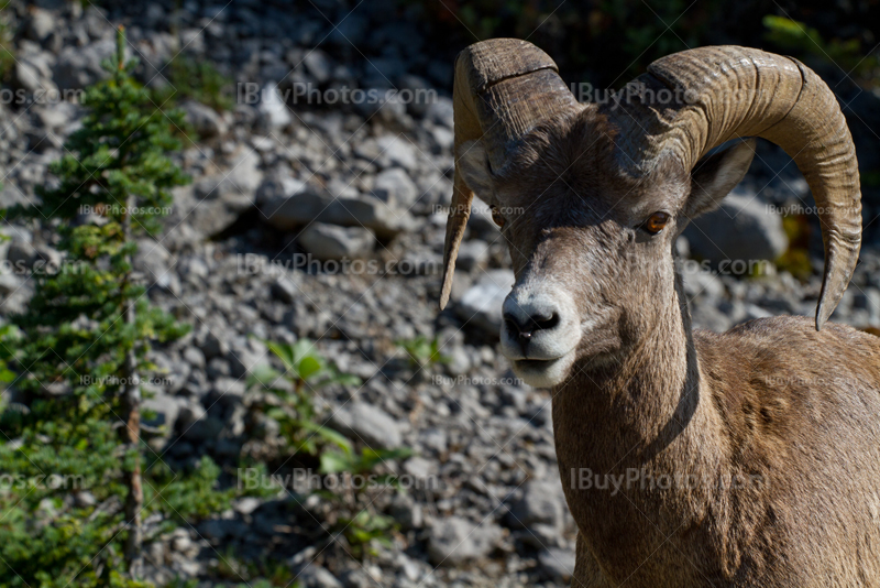 Portrait de mouflon canadien dans les Montagnes Rocheuses