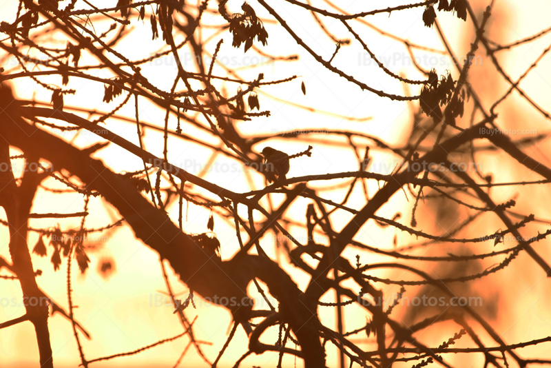 Oiseau dans les branches pendant coucher de soleil avec lumière intense