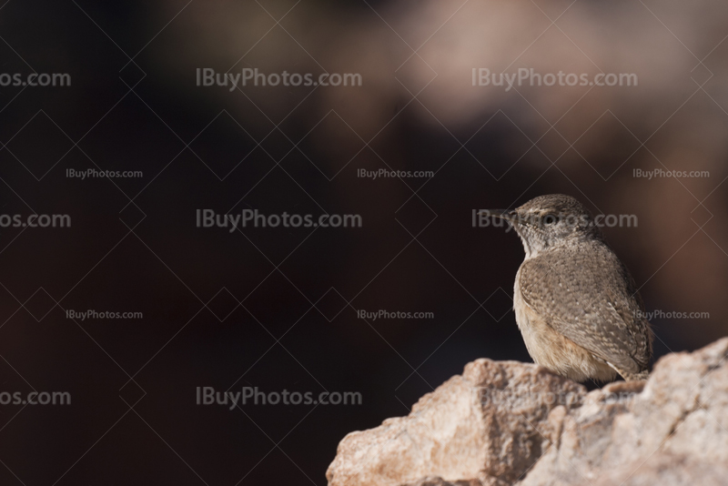 Oiseau sur une pierre au Grand Canyon