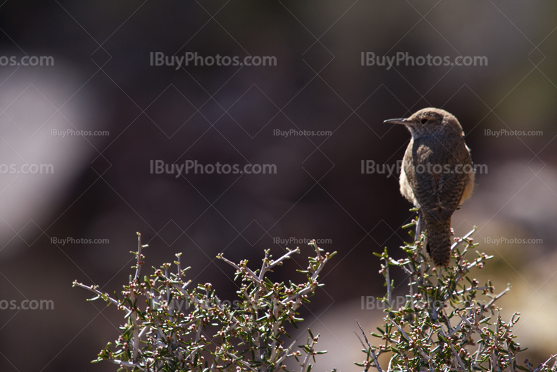 Grand Canyon bird on branch in bushes