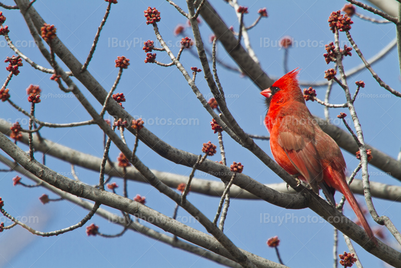 Red cardinal on branch, bird in tree and blue sky