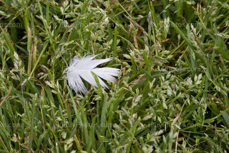Plume blanche sur herbe verte de pelouse