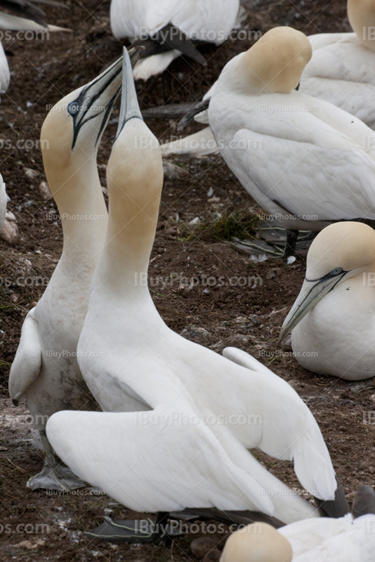 Northern Gannet on Bonaventure Island in Quebec