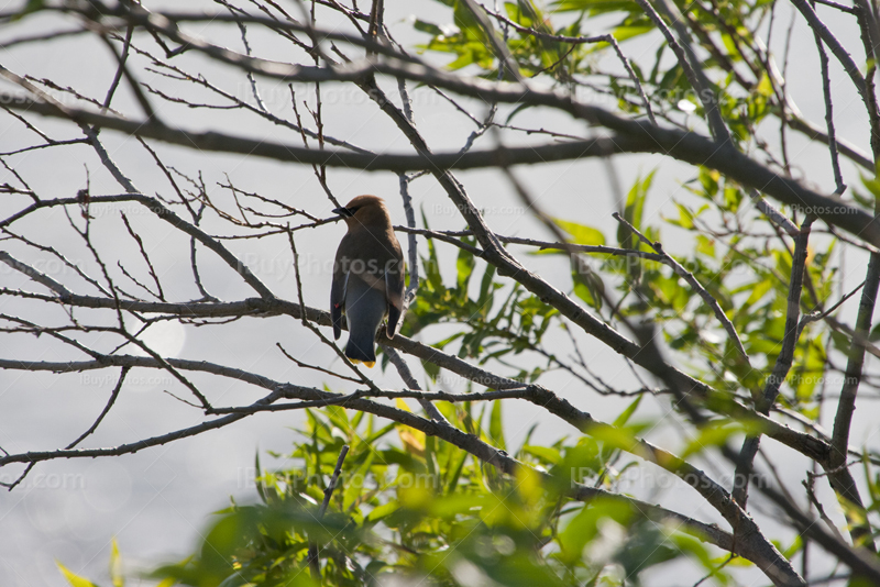Oiseau sur une branche dans un arbre