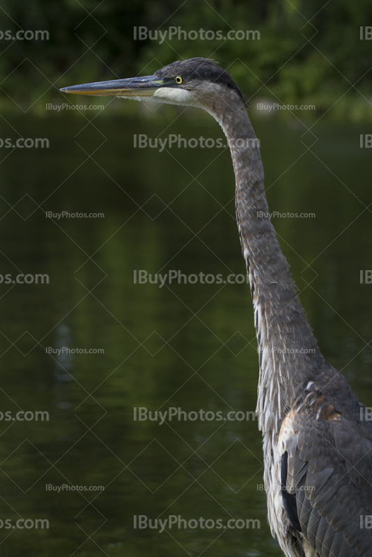 Heron bird portrait with long neck and feather