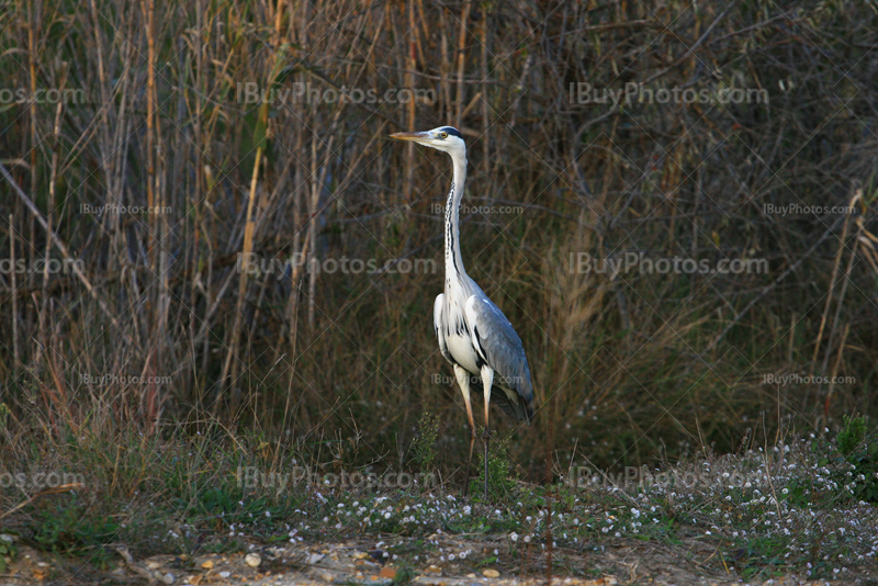 Great blue heron standing with reeds in south of France