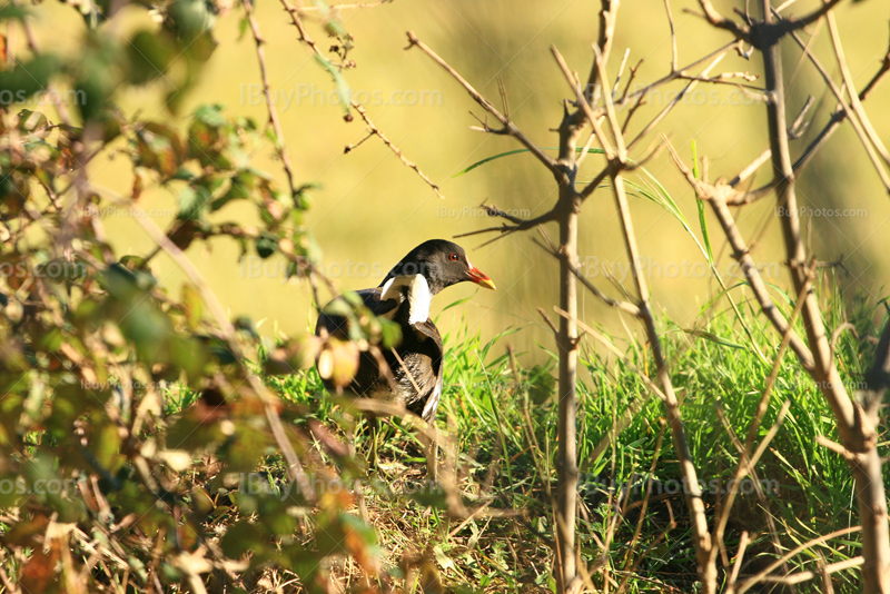 Poule d'eau en Camargue, oiseau dans buissons