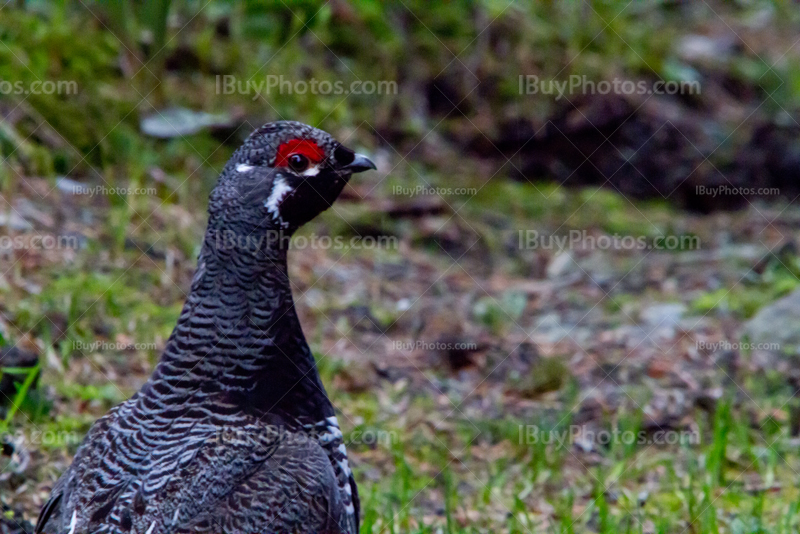 Tétras du Canada en forêt, grand coq sauvage