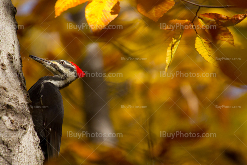 Pic bois dans arbre avec feuillage d'Automne, Dryocopus pileatus