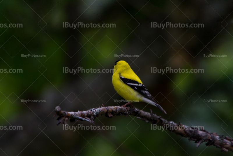 Oiseau jaune, chardonneret sur une branche, Carduelis tristis