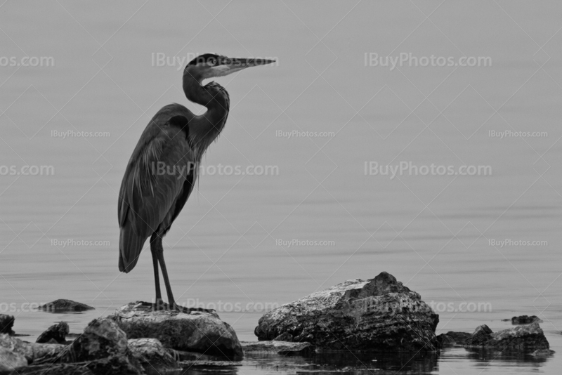 Heron on rocks beside river water