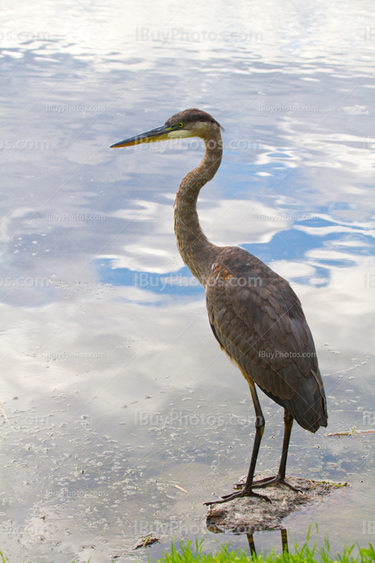 Héron debout sur une pierre au bord du lac avec réflexion des nuages dans eau