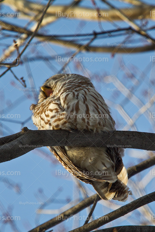 Striped Owl yawning on branch in woods, Strix Varia