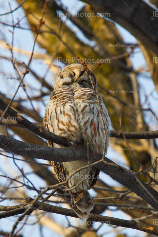 Eight Hooter owl sleeping on branch in tree, Strix Varia