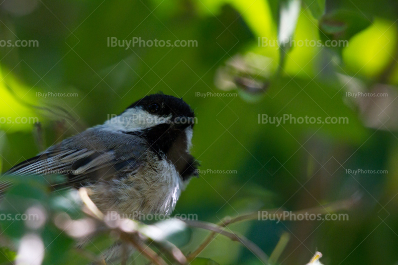 Chickadee in tree close-up, Poecile Atricapillus