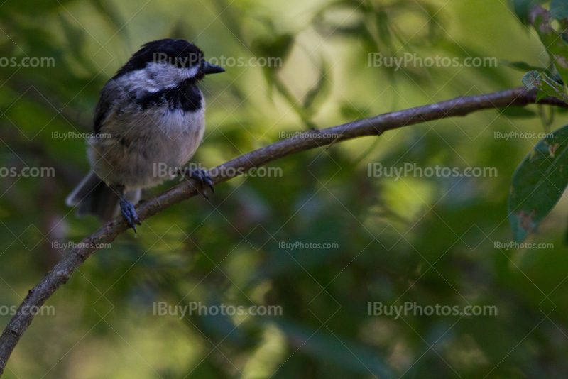 Oiseau à tête noire sur branche, mésange, Poecile Atricapillus