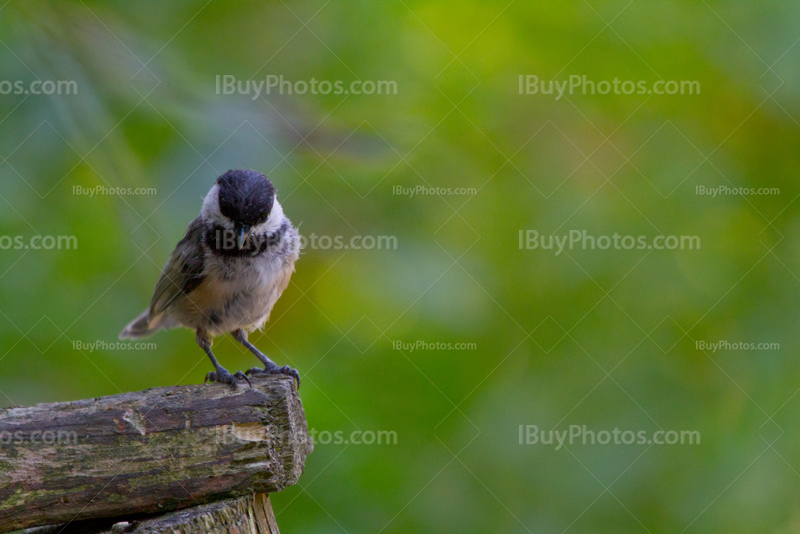 Chickadee, Poecile Atricapillus, bird on wooden fence with leaves on background