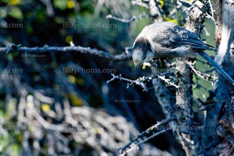 Whiskey Jack bird on a branch in the Rocky Mountains, Perisoreus Canadensis