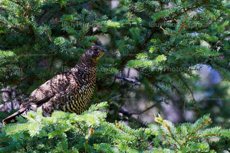 Willow ptarmigan bird in fir tree in Alberta